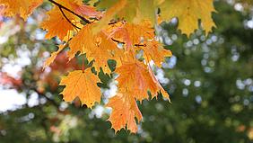 Blätter im Herbst. Foto: Maike Eikelmann/pde